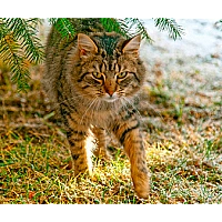 Features of the diet of neutered cats and neutered cats Features of the diet of neutered cats and neutered cats