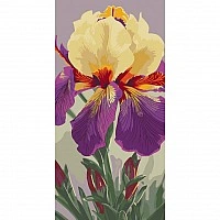 Paint by numbers "Iris Carnival Capers" 13095-AC 40x80 cm