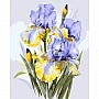 Painting by numbers "Bouquet of irises" LW31600, 40x50 cm