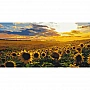 "Sunflower Field" Paint-by-Numbers Kit LW5099, 40 x 80 cm