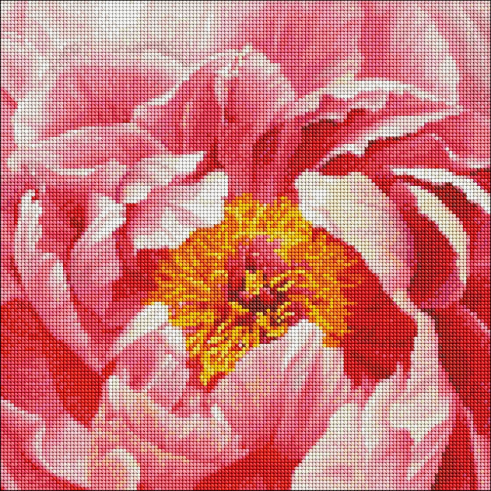 Diamond mosaic "Colorful peony" Ideyka AMO7273 40x40 cm